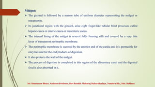 Midgut:
 The gizzard is followed by a narrow tube of uniform diameter representing the midgut or
mesenteron.
 Its junctional region with the gizzard, arise eight finger-like tubular blind processes called
hepatic caeca or enteric caeca or mesenteric caeca.
 The internal lining of the midgut is several folds forming villi and covered by a very thin
layer of transparent peritrophic membrane.
 The peritrophic membrane is secreted by the anterior end of the cardia and it is permeable for
enzymes and for the end products of digestion.
 It also protects the wall of the midgut.
 The process of digestion is completed in this region of the alimentary canal and the digested
food is also absorbed in it.
Mr. Shantaram Bhoye, Assistant Professor, Shri Pundlik Maharaj Mahavidyalaya, Nandura Rly., Dist. Buldana
 