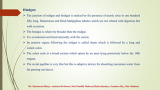 Hindgut:
 The junction of midgut and hindgut is marked by the presence of nearly sixty to one hundred
fifty long, filamentous and blind Malpighian tubules which are not related with digestion but
with excretion.
 The hindgut is relatively broader than the midgut.
 It is ectodermal and lined internally with the cuticle.
 Its anterior region following the midgut is called ileum which is followed by a long and
coiled colon.
 The colon ends in a broad rectum which opens by an anus lying posteriorly below the 10th
tergum.
 The rectal papillae is very thin but this is adaptive device for absorbing maximum water from
the passing out faeces.
Mr. Shantaram Bhoye, Assistant Professor, Shri Pundlik Maharaj Mahavidyalaya, Nandura Rly., Dist. Buldana
 