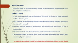 Digestive Glands:
 Digestive glands of cockroach generally include the salivary glands, the glandular cells of
the midgut and hepatic caeca.
Salivary Glands:
 A pair of salivary glands, one on either side of the crop in the thorax, are found associated
with the alimentary canal.
 Each gland has two glandular portions and a bag-like diverticulum or receptacle or reservoir
in which saliva is stored.
 From the glandular portions of the two sides arise salivary ducts which unite to form a
common duct.
 Likewise, two ducts from the reservoirs also join to form another common duct.
 The glandular cells of the internal lining of the midgut and hepatic caeca also produce juice
containing digestive enzymes.
Mr. Shantaram Bhoye, Assistant Professor, Shri Pundlik Maharaj Mahavidyalaya, Nandura Rly., Dist. Buldana
 