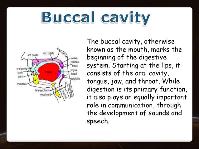 Digestive system of humans