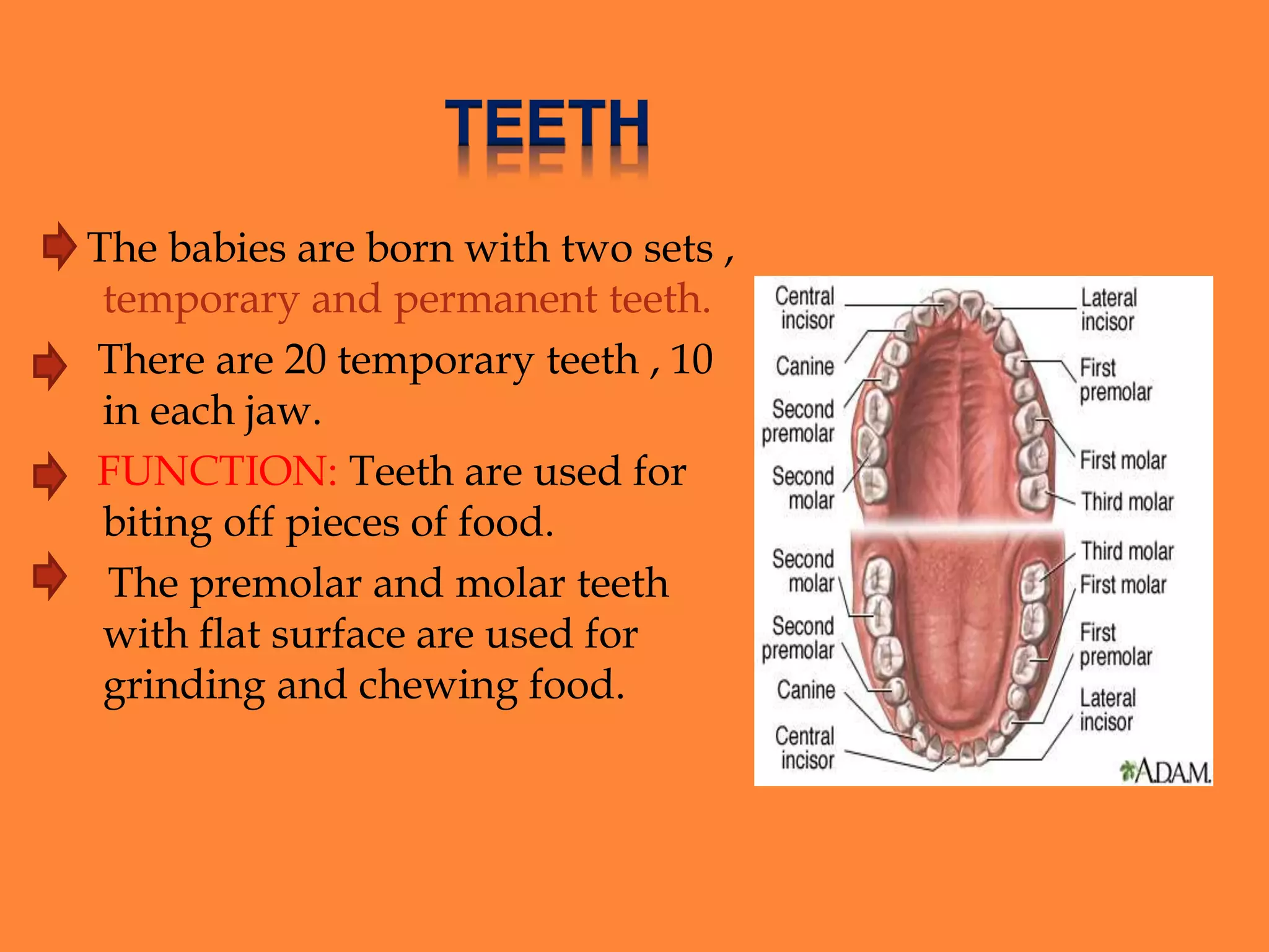 Digestive system of human body | PPTX