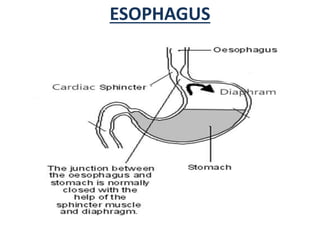 ESOPHAGUS
 