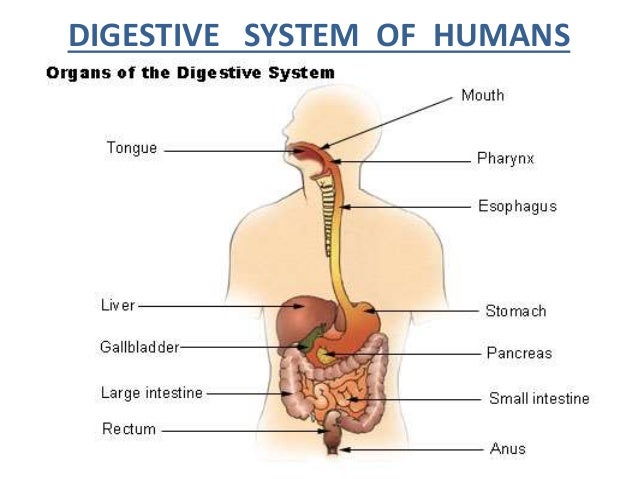 digestive system of humen