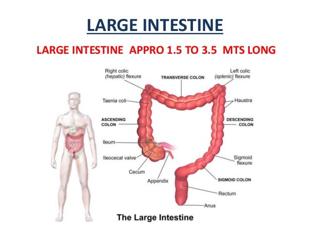 digestive system of humen