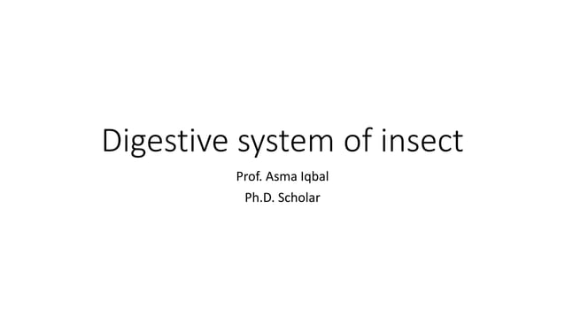 Digestive system of insect | PPTX | Digestive Disorders | Diseases and ...