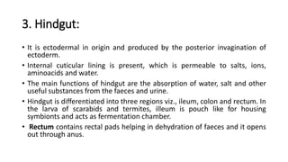 Digestive system of insect | PPTX