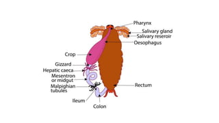 Digestive system of insect | PPTX