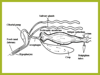 Digestive system of insect include types of digestive organs.pptx