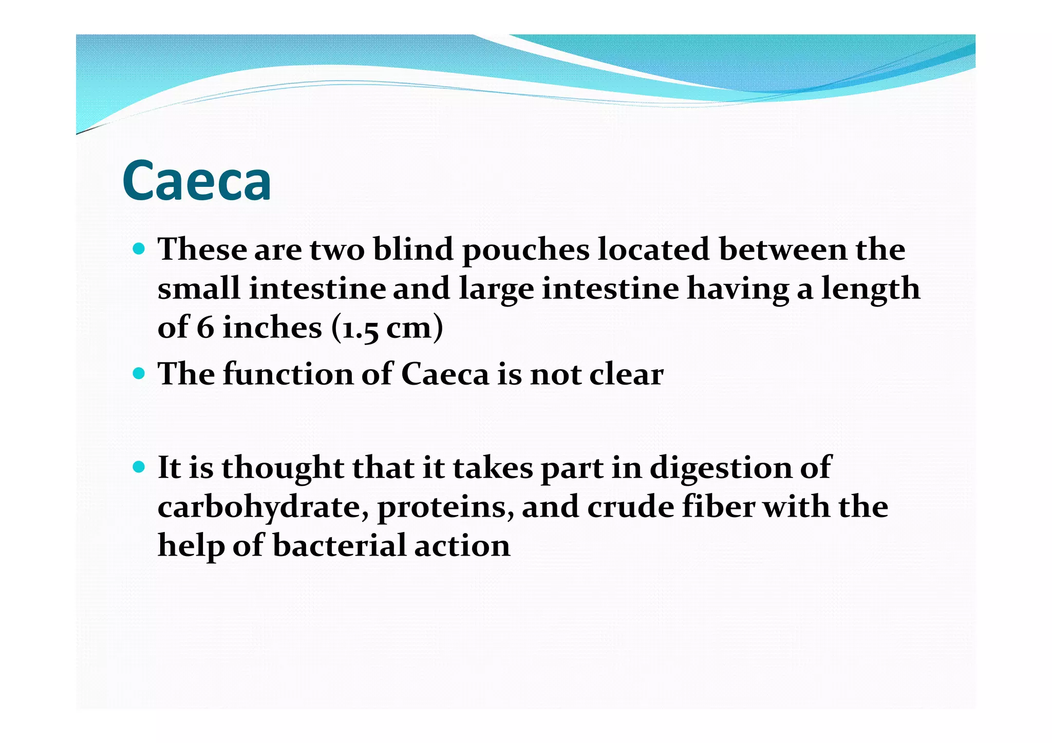 Digestive system of poultry (avian physiology) | PDF