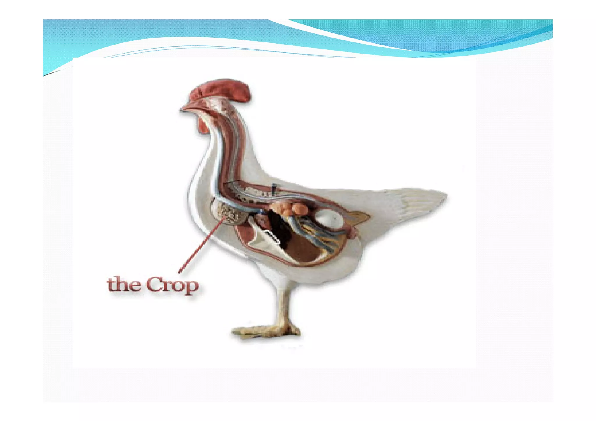 Digestive system of poultry (avian physiology) | PDF