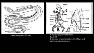 Digestive system of reptiles, birds and mammals | PPTX