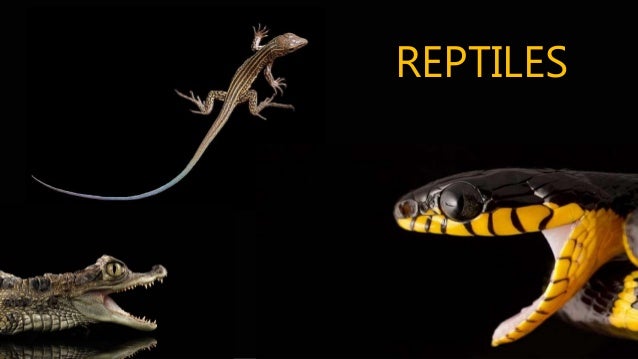 Digestive system of reptiles, birds and mammals