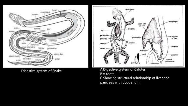 Digestive system of reptiles, birds and mammals