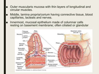 ■ Outer muscularis mucosa with thin layers of longitudinal and
circular muscles.
■ Middle, lamina propria/corium having connective tissue, blood
capillaries, lacteals and nerves.
■ Innermost, mucosal epithelium made of columnar cells
resting on basement membrane; often ciliated or glandular
 