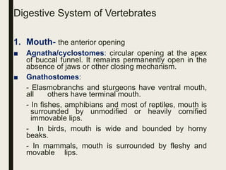 Digestive System of Vertebrates
1. Mouth- the anterior opening
■ Agnatha/cyclostomes: circular opening at the apex
of buccal funnel. It remains permanently open in the
absence of jaws or other closing mechanism.
■ Gnathostomes:
- Elasmobranchs and sturgeons have ventral mouth,
all others have terminal mouth.
- In fishes, amphibians and most of reptiles, mouth is
surrounded by unmodified or heavily cornified
immovable lips.
- In birds, mouth is wide and bounded by horny
beaks.
- In mammals, mouth is surrounded by fleshy and
movable lips.
 