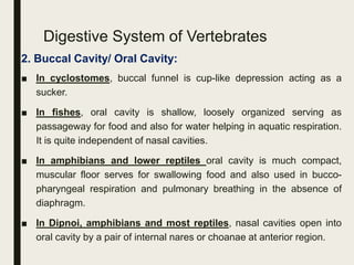 Digestive System of Vertebrates
2. Buccal Cavity/ Oral Cavity:
■ In cyclostomes, buccal funnel is cup-like depression acting as a
sucker.
■ In fishes, oral cavity is shallow, loosely organized serving as
passageway for food and also for water helping in aquatic respiration.
It is quite independent of nasal cavities.
■ In amphibians and lower reptiles oral cavity is much compact,
muscular floor serves for swallowing food and also used in bucco-
pharyngeal respiration and pulmonary breathing in the absence of
diaphragm.
■ In Dipnoi, amphibians and most reptiles, nasal cavities open into
oral cavity by a pair of internal nares or choanae at anterior region.
 
