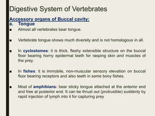 Digestive System of Vertebrates
Accessory organs of Buccal cavity:
a. Tongue
■ Almost all vertebrates bear tongue.
■ Vertebrate tongue shows much diversity and is not homologous in all.
■ In cyclostomes: it is thick, fleshy extensible structure on the buccal
floor bearing horny epidermal teeth for rasping skin and muscles of
the prey.
■ In fishes: it is immobile, non-muscular sensory elevation on buccal
floor bearing receptors and also teeth in some bony fishes.
■ Most of amphibians- bear sticky tongue attached at the anterior end
and free at posterior end. It can be thrust out (protrusible) suddenly by
rapid injection of lymph into it for capturing prey.
 