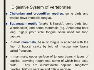 Digestive System of Vertebrates
■ Chelonian and crocodilian reptiles, some birds and
whales have immobile tongue.
■ Squamatan reptile (snake & lizards), some birds (eg.
Woodpecker) and some mammals (eg. Anteaters) bear
long, highly protrusible tongue often used for food
capture.
■ In most mammals, base of tongue is attached with the
floor of buccal cavity by fold of mucosal membrane
called frenulum.
■ In mammals, upper surface of tongue bears 4 types of
papillae providing roughness, some of which bear taste
buds. They are circumvalate papillae, fungiform
 