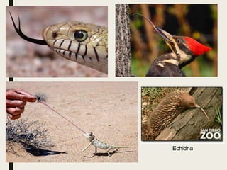 Echidna
 