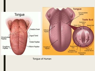 Tongue of Human
 
