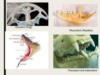 Pleurodont (Reptiles)
Thecodont and heterodont
Acrodont (frog)
 