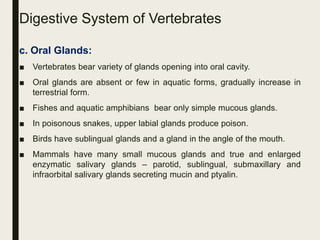 Digestive System of Vertebrates
c. Oral Glands:
■ Vertebrates bear variety of glands opening into oral cavity.
■ Oral glands are absent or few in aquatic forms, gradually increase in
terrestrial form.
■ Fishes and aquatic amphibians bear only simple mucous glands.
■ In poisonous snakes, upper labial glands produce poison.
■ Birds have sublingual glands and a gland in the angle of the mouth.
■ Mammals have many small mucous glands and true and enlarged
enzymatic salivary glands – parotid, sublingual, submaxillary and
infraorbital salivary glands secreting mucin and ptyalin.
 
