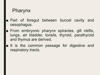 Pharynx
■ Part of foregut between buccal cavity and
oesophagus.
■ From embryonic pharynx spiracles, gill clefts,
lungs, air bladder, tonsils, thyroid, parathyroid
and thymus are derived.
■ It is the common passage for digestive and
respiratory tracts.
 