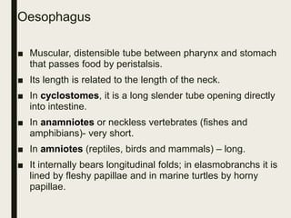 Oesophagus
■ Muscular, distensible tube between pharynx and stomach
that passes food by peristalsis.
■ Its length is related to the length of the neck.
■ In cyclostomes, it is a long slender tube opening directly
into intestine.
■ In anamniotes or neckless vertebrates (fishes and
amphibians)- very short.
■ In amniotes (reptiles, birds and mammals) – long.
■ It internally bears longitudinal folds; in elasmobranchs it is
lined by fleshy papillae and in marine turtles by horny
papillae.
 