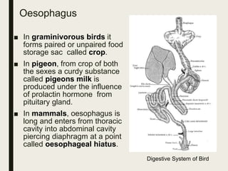 Oesophagus
■ In graminivorous birds it
forms paired or unpaired food
storage sac called crop.
■ In pigeon, from crop of both
the sexes a curdy substance
called pigeons milk is
produced under the influence
of prolactin hormone from
pituitary gland.
■ In mammals, oesophagus is
long and enters from thoracic
cavity into abdominal cavity
piercing diaphragm at a point
called oesophageal hiatus.
Digestive System of Bird
 
