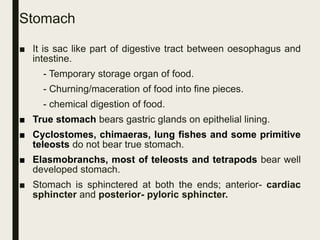 Stomach
■ It is sac like part of digestive tract between oesophagus and
intestine.
- Temporary storage organ of food.
- Churning/maceration of food into fine pieces.
- chemical digestion of food.
■ True stomach bears gastric glands on epithelial lining.
■ Cyclostomes, chimaeras, lung fishes and some primitive
teleosts do not bear true stomach.
■ Elasmobranchs, most of teleosts and tetrapods bear well
developed stomach.
■ Stomach is sphinctered at both the ends; anterior- cardiac
sphincter and posterior- pyloric sphincter.
 