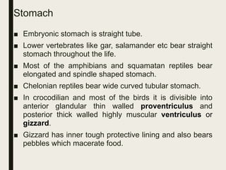 Stomach
■ Embryonic stomach is straight tube.
■ Lower vertebrates like gar, salamander etc bear straight
stomach throughout the life.
■ Most of the amphibians and squamatan reptiles bear
elongated and spindle shaped stomach.
■ Chelonian reptiles bear wide curved tubular stomach.
■ In crocodilian and most of the birds it is divisible into
anterior glandular thin walled proventriculus and
posterior thick walled highly muscular ventriculus or
gizzard.
■ Gizzard has inner tough protective lining and also bears
pebbles which macerate food.
 