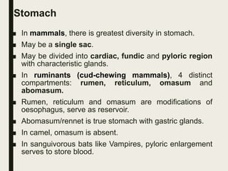 Stomach
■ In mammals, there is greatest diversity in stomach.
■ May be a single sac.
■ May be divided into cardiac, fundic and pyloric region
with characteristic glands.
■ In ruminants (cud-chewing mammals), 4 distinct
compartments: rumen, reticulum, omasum and
abomasum.
■ Rumen, reticulum and omasum are modifications of
oesophagus, serve as reservoir.
■ Abomasum/rennet is true stomach with gastric glands.
■ In camel, omasum is absent.
■ In sanguivorous bats like Vampires, pyloric enlargement
serves to store blood.
 