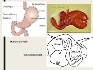 Human Stomach
Ruminant Stomach
 