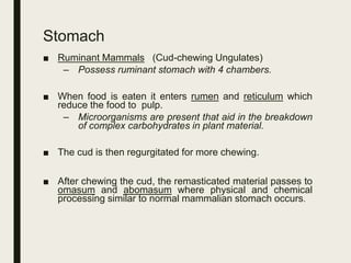 Stomach
■ Ruminant Mammals (Cud-chewing Ungulates)
– Possess ruminant stomach with 4 chambers.
■ When food is eaten it enters rumen and reticulum which
reduce the food to pulp.
– Microorganisms are present that aid in the breakdown
of complex carbohydrates in plant material.
■ The cud is then regurgitated for more chewing.
■ After chewing the cud, the remasticated material passes to
omasum and abomasum where physical and chemical
processing similar to normal mammalian stomach occurs.
 