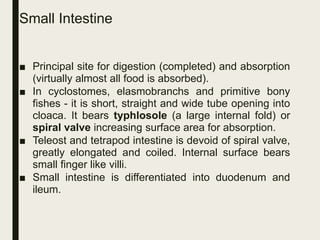 Small Intestine
■ Principal site for digestion (completed) and absorption
(virtually almost all food is absorbed).
■ In cyclostomes, elasmobranchs and primitive bony
fishes - it is short, straight and wide tube opening into
cloaca. It bears typhlosole (a large internal fold) or
spiral valve increasing surface area for absorption.
■ Teleost and tetrapod intestine is devoid of spiral valve,
greatly elongated and coiled. Internal surface bears
small finger like villi.
■ Small intestine is differentiated into duodenum and
ileum.
 
