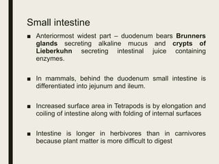 Small intestine
■ Anteriormost widest part – duodenum bears Brunners
glands secreting alkaline mucus and crypts of
Lieberkuhn secreting intestinal juice containing
enzymes.
■ In mammals, behind the duodenum small intestine is
differentiated into jejunum and ileum.
■ Increased surface area in Tetrapods is by elongation and
coiling of intestine along with folding of internal surfaces
■ Intestine is longer in herbivores than in carnivores
because plant matter is more difficult to digest
 