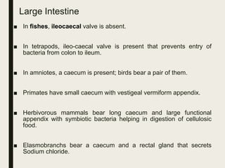 Large Intestine
■ In fishes, ileocaecal valve is absent.
■ In tetrapods, ileo-caecal valve is present that prevents entry of
bacteria from colon to ileum.
■ In amniotes, a caecum is present; birds bear a pair of them.
■ Primates have small caecum with vestigeal vermiform appendix.
■ Herbivorous mammals bear long caecum and large functional
appendix with symbiotic bacteria helping in digestion of cellulosic
food.
■ Elasmobranchs bear a caecum and a rectal gland that secrets
Sodium chloride.
 