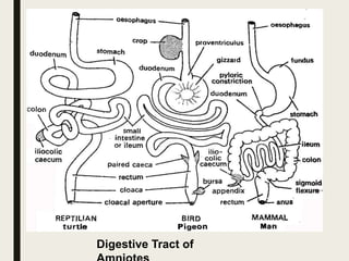Digestive Tract of
 