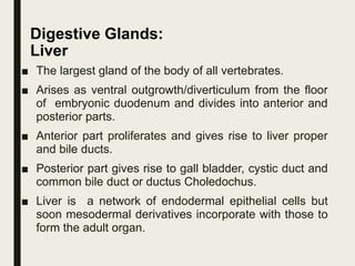 Digestive Glands:
Liver
■ The largest gland of the body of all vertebrates.
■ Arises as ventral outgrowth/diverticulum from the floor
of embryonic duodenum and divides into anterior and
posterior parts.
■ Anterior part proliferates and gives rise to liver proper
and bile ducts.
■ Posterior part gives rise to gall bladder, cystic duct and
common bile duct or ductus Choledochus.
■ Liver is a network of endodermal epithelial cells but
soon mesodermal derivatives incorporate with those to
form the adult organ.
 