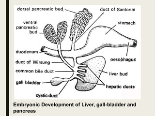 Embryonic Development of Liver, gall-bladder and
pancreas
 