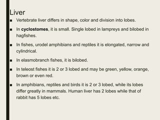 Liver
■ Vertebrate liver differs in shape, color and division into lobes.
■ In cyclostomes, it is small. Single lobed in lampreys and bilobed in
hagfishes.
■ In fishes, urodel amphibians and reptiles it is elongated, narrow and
cylindrical.
■ In elasmobranch fishes, it is bilobed.
■ In teleost fishes it is 2 or 3 lobed and may be green, yellow, orange,
brown or even red.
■ In amphibians, reptiles and birds it is 2 or 3 lobed, while its lobes
differ greatly in mammals. Human liver has 2 lobes while that of
rabbit has 5 lobes etc.
 