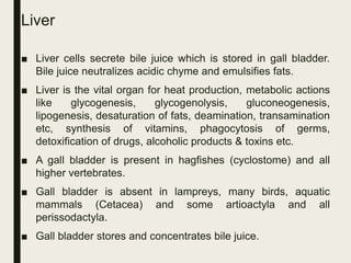 Liver
■ Liver cells secrete bile juice which is stored in gall bladder.
Bile juice neutralizes acidic chyme and emulsifies fats.
■ Liver is the vital organ for heat production, metabolic actions
like glycogenesis, glycogenolysis, gluconeogenesis,
lipogenesis, desaturation of fats, deamination, transamination
etc, synthesis of vitamins, phagocytosis of germs,
detoxification of drugs, alcoholic products & toxins etc.
■ A gall bladder is present in hagfishes (cyclostome) and all
higher vertebrates.
■ Gall bladder is absent in lampreys, many birds, aquatic
mammals (Cetacea) and some artioactyla and all
perissodactyla.
■ Gall bladder stores and concentrates bile juice.
 