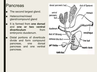 Pancreas
■ The second largest gland.
■ Heterocrine/mixed
gland/compound gland
■ It is formed from one dorsal
and one or two ventral
diverticulum from
embryonic duodenum.
■ Distal portions of diverticula
divide and form compound
pancreas, one dorsal
pancreas and one ventral
pancreas.
 