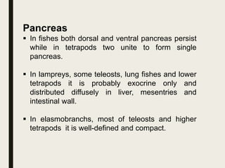 Pancreas
 In fishes both dorsal and ventral pancreas persist
while in tetrapods two unite to form single
pancreas.
 In lampreys, some teleosts, lung fishes and lower
tetrapods it is probably exocrine only and
distributed diffusely in liver, mesentries and
intestinal wall.
 In elasmobranchs, most of teleosts and higher
tetrapods it is well-defined and compact.
 