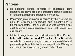 Pancreas
■ Its exocrine portion consists of pancreatic acini
secreting digestive juice and endocrine portion consists
of Islets of Langerhans secreting hormones.
■ Pancreatic juice from acini is carried by the ducts which
unite to form major pancreatic duct (usually one in
higher vertebrates). Major duct joins with common bile
duct forming hepato-pancreatic duct that opens into
duodenum.
■ Islets of Langerhans bear endocrine cells like alfa cell,
beta cell, delta cell and PP cell or F cell) which
secrete hormones- glucagon, insulin, somatostatin and
pancreatic polypeptide hormone respectively. Glucagon
and insulin are involved in glucose metabolism.
 