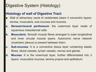 Digestive System (Histology)
Histology of wall of Digestive Tract:
■ Wall of alimentary canal of vertebrates bears 4 concentric layers:
serosa, muscularis, sub-mucosa and mucosa.
a. Serosa/visceral peritoneum: the outermost layer made of
squamous mesodermal cells.
b. Muscularis: Smooth muscle fibres arranged in outer longitudinal
and inner circular muscle layers. Autonomic nerve network
(myenteric plexus) is present between them.
c. Sub-mucosa: It is a connective tissue layer containing elastic
fibres, blood vessels, lymph vessels, nerves and glands.
d. Mucosa: It is the innermost layer, further differentiated into 3
layers: muscularis mucosa, lamina propria and epithelium.
 