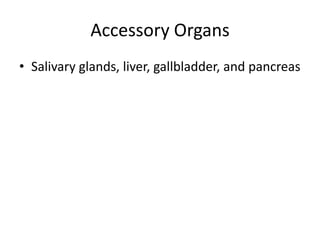 Accessory Organs
• Salivary glands, liver, gallbladder, and pancreas
 