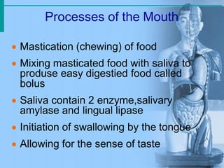 Mastication Process Digestive System Anatomy | PPTX