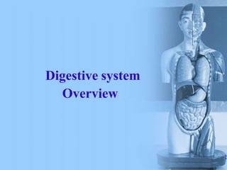 Digestive system
Overview
 
