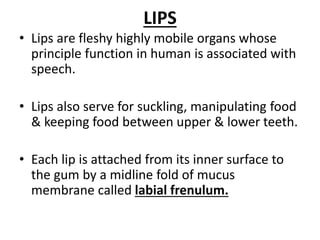Lips Function Digestive system part 1 | PPTX